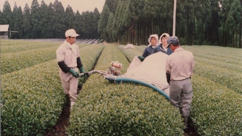 末吉製茶工房の収穫の様子